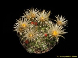 Escobaria missouriensis 143